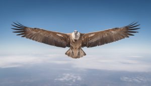 découvrez quel oiseau détient le record du vol le plus haut dans le ciel et les caractéristiques qui lui permettent d'atteindre de telles altitudes.