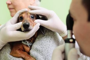 Vétérinaire examinant l’œil d’un chien pour repérer les signes d’entropion.